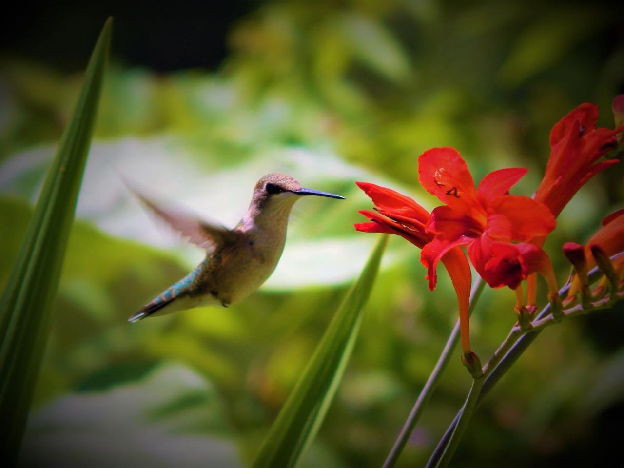 Do's and Don'ts of Attracting Hummingbirds and Getting One to Land on ...