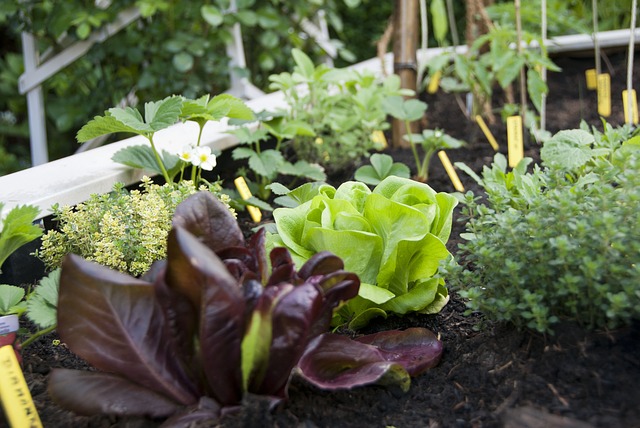 Vegetables that Grow in the Shade