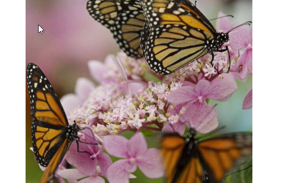 14th Annual Butterfly Release June 18, 2022 at 9-11am on 315 W Carpenter Springfield, IL 62702